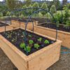 Cypress Sleeper Wicking beds 2x1m